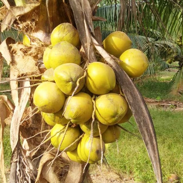 coconut-matang