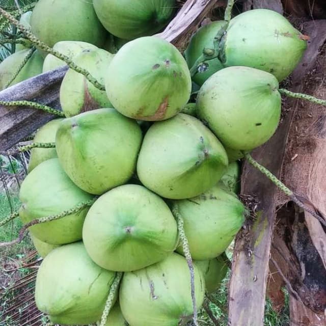 coconut-mawa